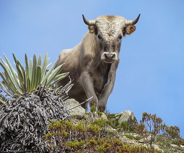 Bullfighting Arena