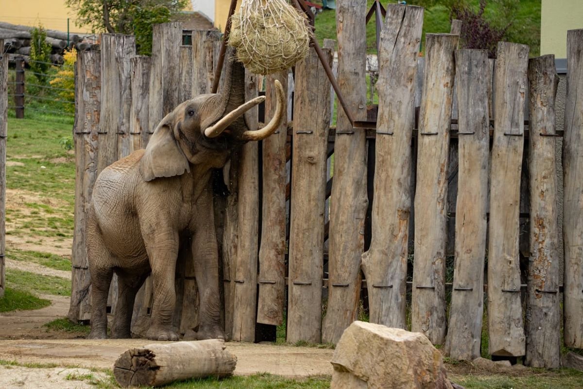 Elephant show at Chang Puak Elephant Camp Hat Yai
